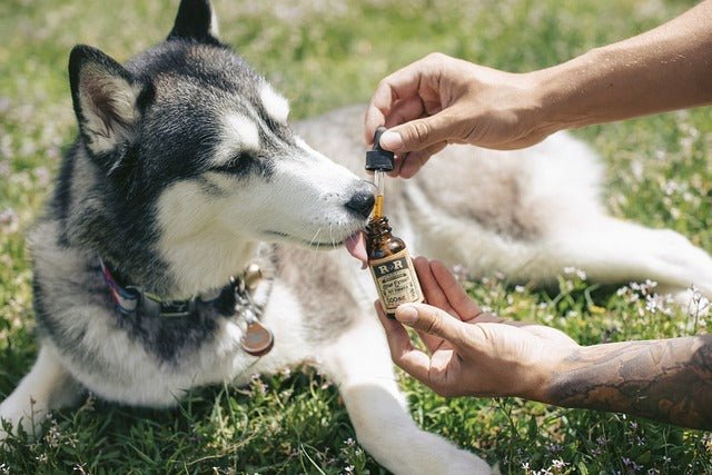 CBD-Öl für Hunde – Gesundes für euren Vierbeiner