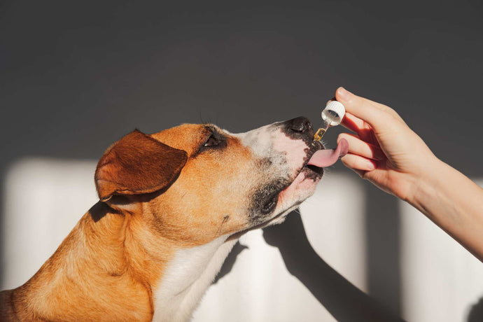 CBD-Öl für Hunde – Gesundes für euren Vierbeiner